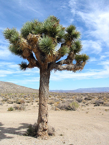 Lone Pine - Panamint Springs - Kalifornien