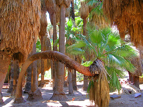 Palm Springs Fotografie von Citysam  