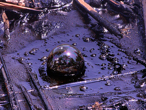 La Brea Tar Pits Foto 